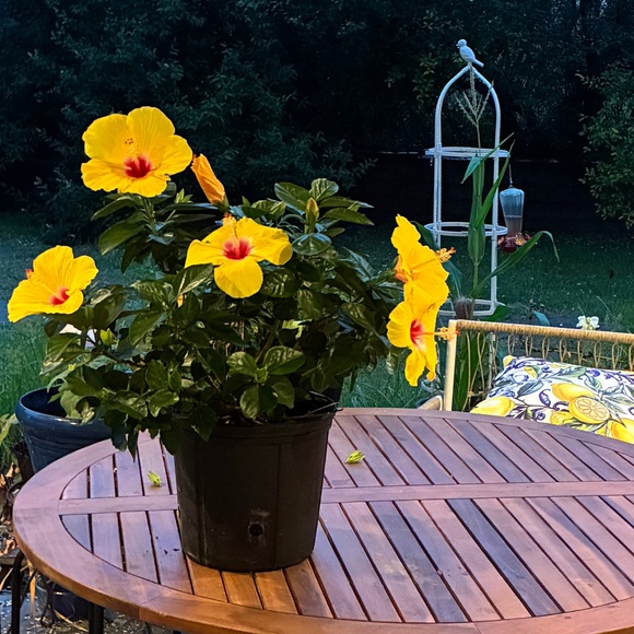 cottagecorefind